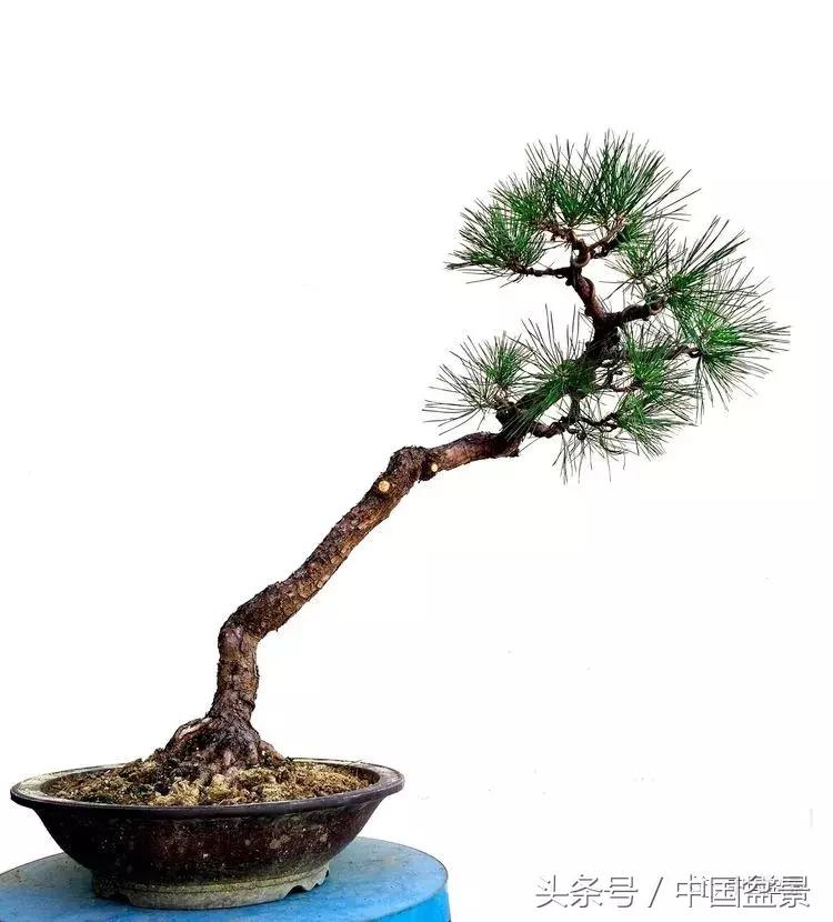 小林国雄黑松文人树盆景,黑松文人树盆景造型