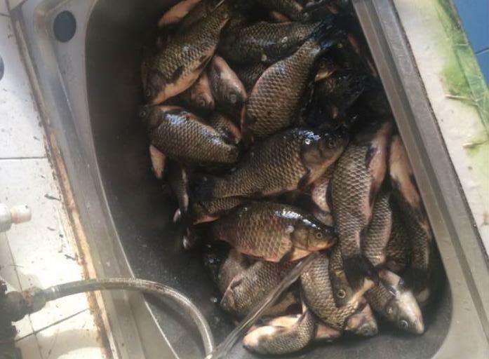 钓的鲫鱼身上有虫子能吃吗,钓的鲫鱼能吃吗有毒吗