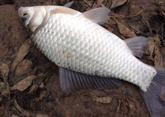 钓的鲫鱼身上有虫子能吃吗,钓的鲫鱼能吃吗有毒吗