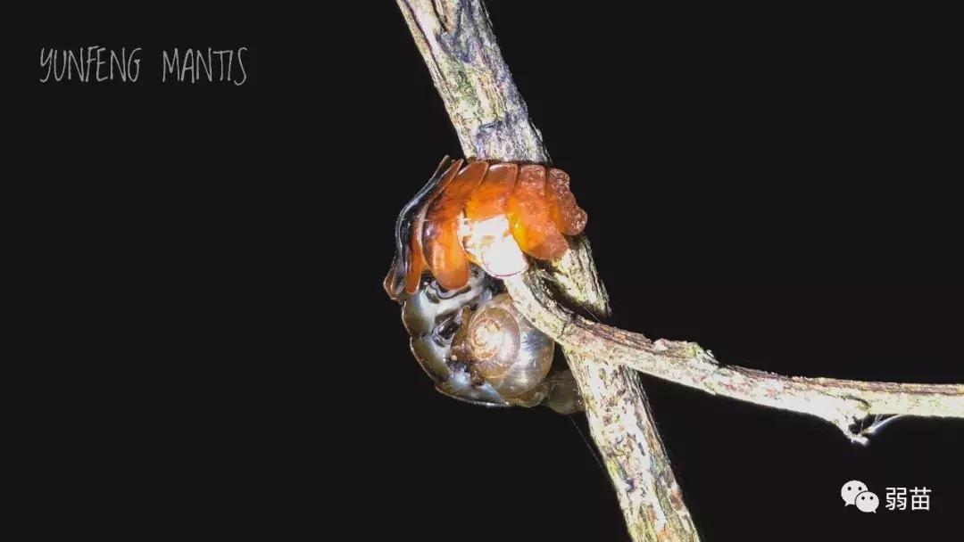 西双版纳四日博物之旅，都有哪些新发现