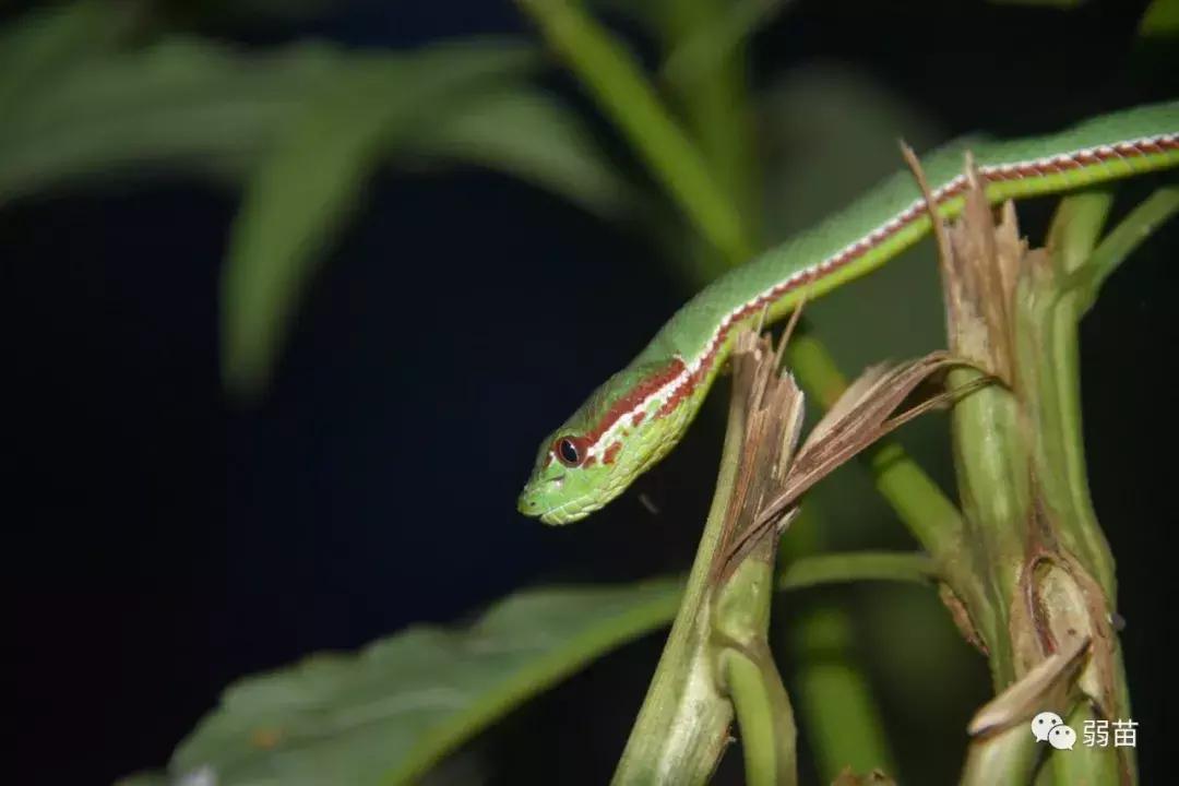西双版纳四日博物之旅，都有哪些新发现