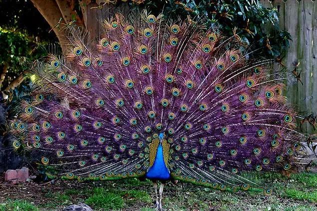 枫林诗苑,枫林诗苑诗词大全