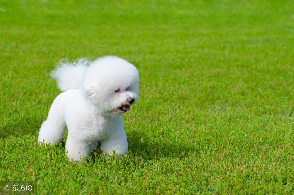 比熊犬多少钱一只母,比熊犬一般多少钱一只