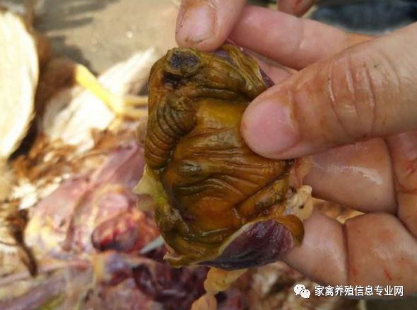 鸡腺肌胃炎最快治疗方法,鸡腺肌胃炎发生原因及防治措施