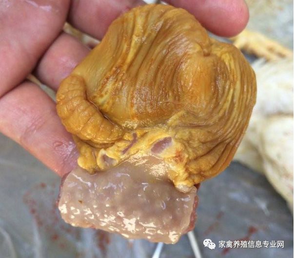 鸡腺肌胃炎最快治疗方法,鸡腺肌胃炎发生原因及防治措施