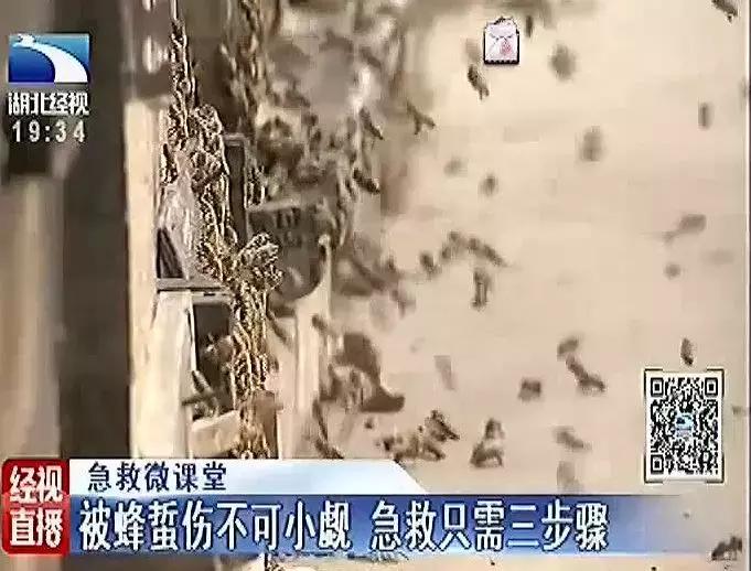 被蜂蛰了过敏性休克,被蜂蛰了去医院怎么医治