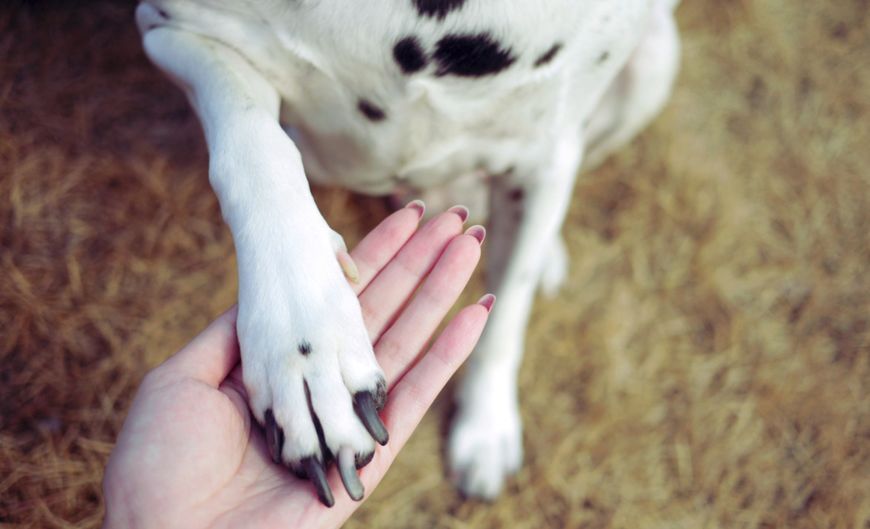 十大名犬哈士奇,全球公认十大最可爱的宠物狗