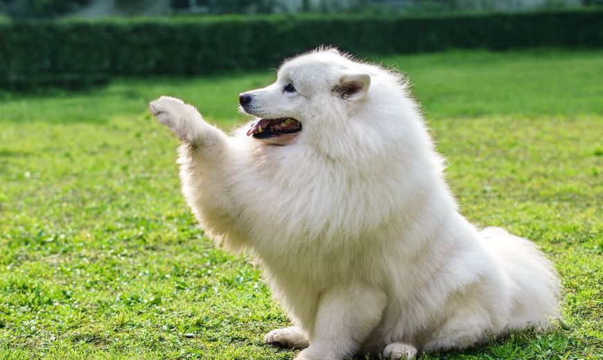 最受欢迎宠物狗品种排行榜前十名,十大名犬哈士奇