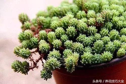 过期药品养花妙用,这些过期药品别扔拿来养花是神器