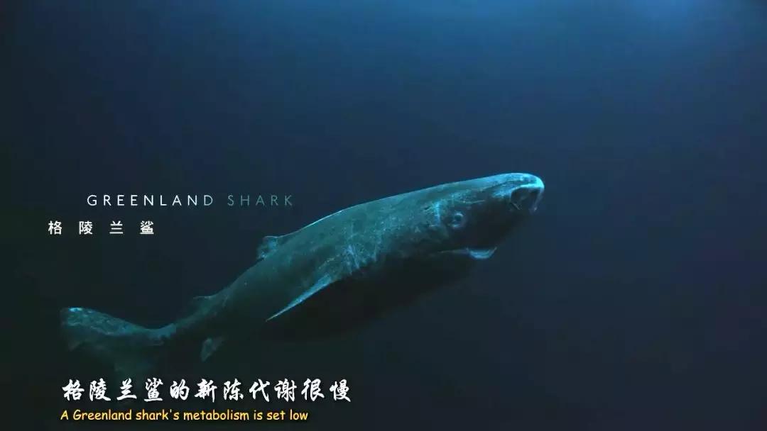 如果没有这部9.6，血腥猎奇的电影还要骗我们多久？