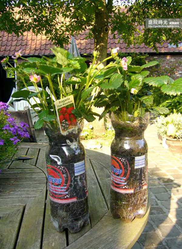 变废为宝自制栽培绿植器皿,塑料瓶创意绿植盆栽旧物利用