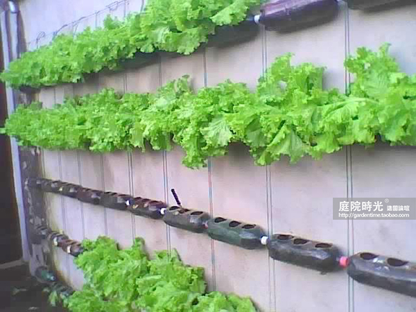 变废为宝自制栽培绿植器皿,塑料瓶创意绿植盆栽旧物利用