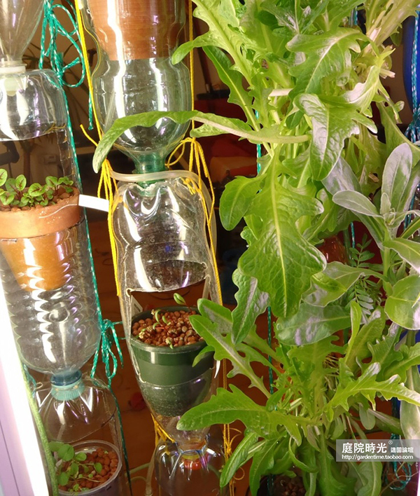 变废为宝自制栽培绿植器皿,塑料瓶创意绿植盆栽旧物利用