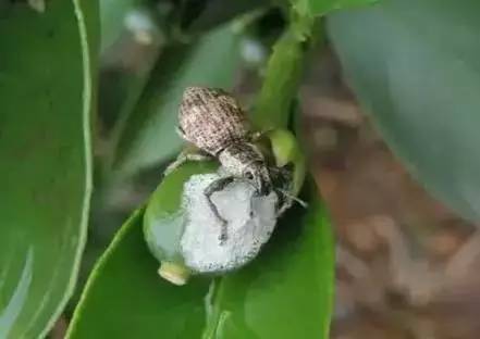 柑橘果树诱捕害虫方法,柑橘幼果病害预防