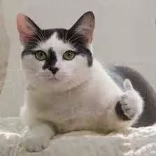 nike的老球鞋,nike的老爹鞋怎么样