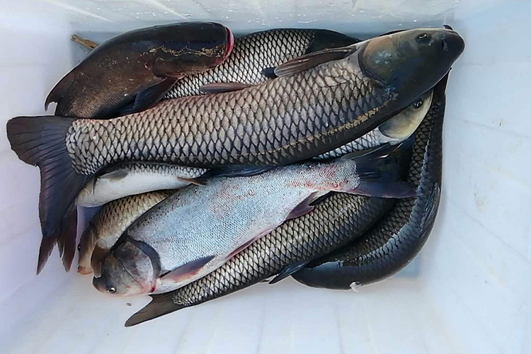 野钓酒米配方,野钓爆护的酒米配方