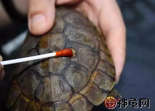 养龟处罚,多年养龟都不知道的误区