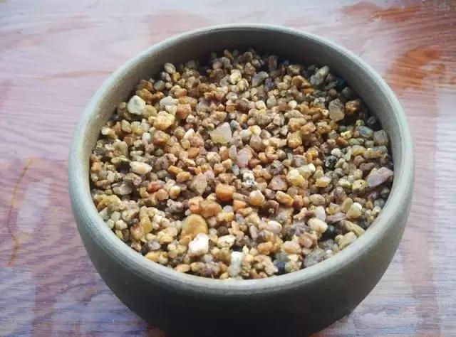 多肉掉的叶瓣怎么养活,多肉掉的叶子怎么种