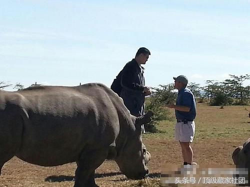 犀牛角的特征和图片,犀牛角的种类图片大全