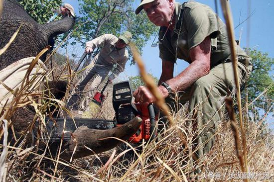 犀牛角的特征和图片,犀牛角的种类图片大全