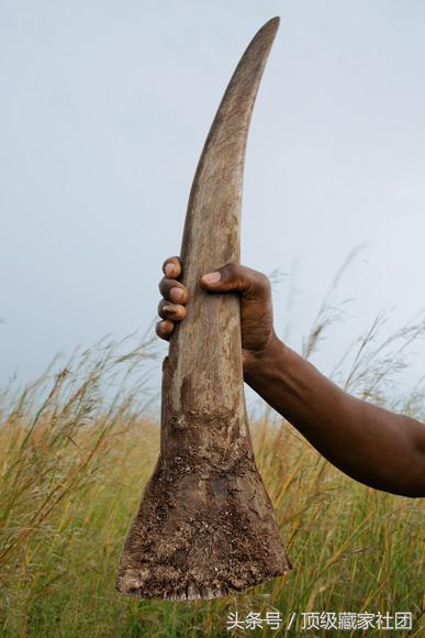 犀牛角的特征和图片,犀牛角的种类图片大全