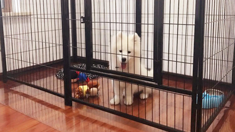 主人隔离狗狗独自在家,狗狗独自在家嚎叫原因