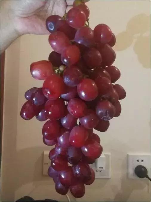 好种又好卖的15个葡萄品种,好种的葡萄苗