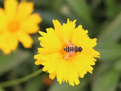 柚子说：松鼠我都没看见，熊猫也没有看见
