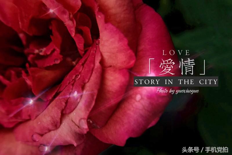 能表达爱情的有哪几种花,最适合表白的花