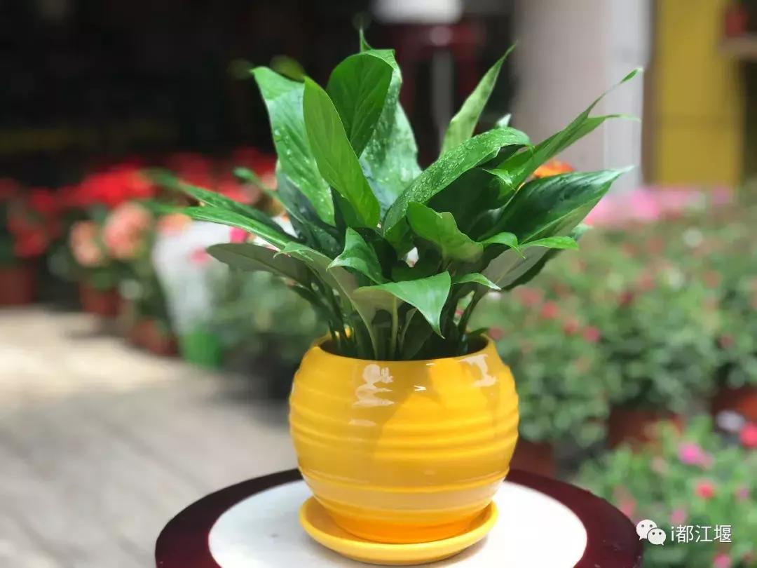 七夕惊喜仪式感,七夕最值得准备的仪式感