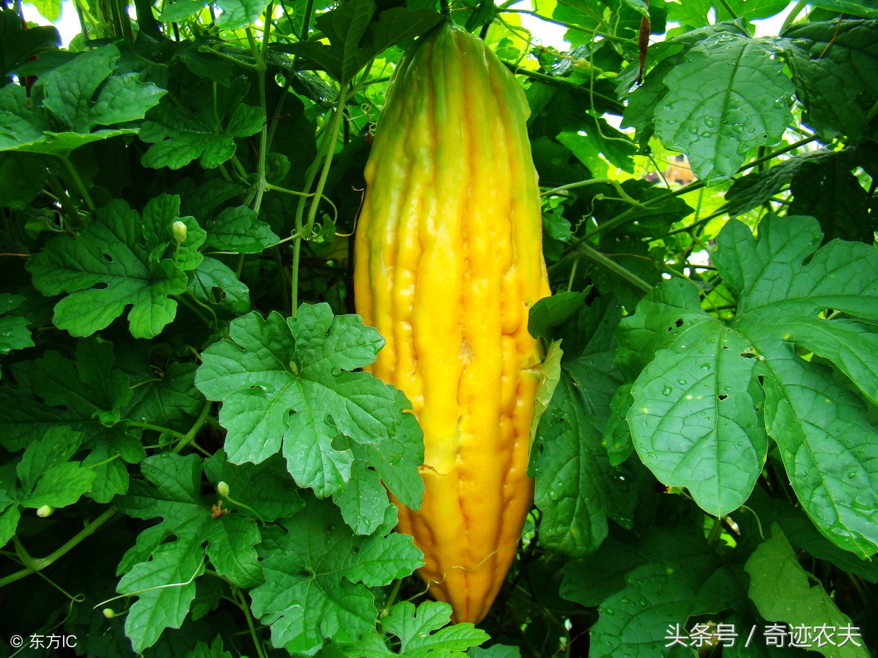 幸福的苦瓜图片,幸福的冬瓜虾仁汤