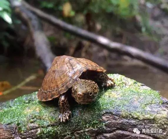 水龟不吃食趴缸是什么原因,黄喉拟水龟不下水