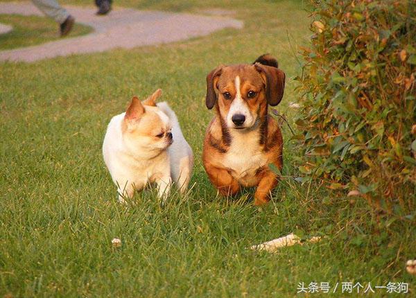 小型犬前脚抖怎么回事,养犬注意狗也会发病后续