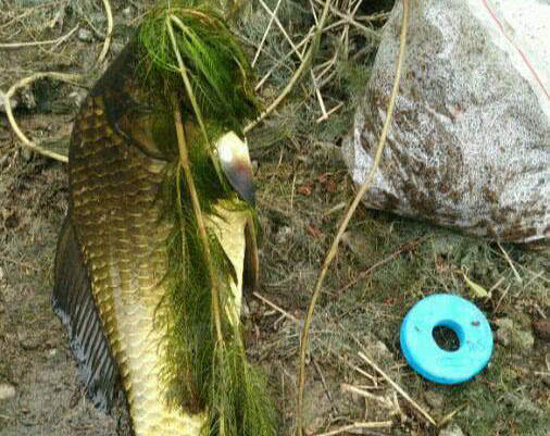 野生的鲫鱼很白正常吗,野生鲫鱼的最简单识别方法