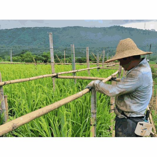 7个闺蜜在稻田里爆改了个“玻璃盒子”，只为兑现养老之约，却意外走红