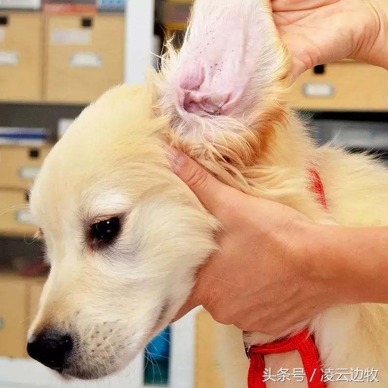 痒痒痒救救小主吧！狗狗出红疹怎么办？