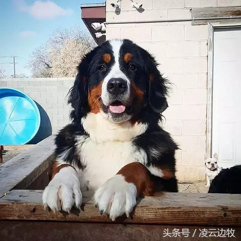 狗狗起红疹怎么办,狗狗红疹怎么治