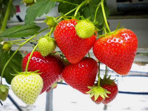 又到一年草莓种植季,你的草莓脱毒苗买好了吗,这6立体栽培方式有5大好处,值得你尝试