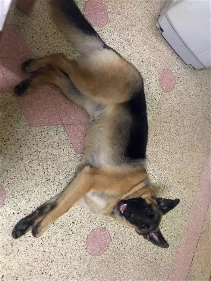 德国牧羊犬如何才可以在城市里养,德国牧羊犬不适合当宠物的原因