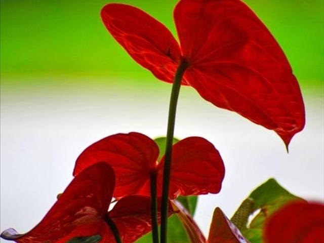 红掌怎样修剪才能长得更大,红掌怎样修剪才能长得更高