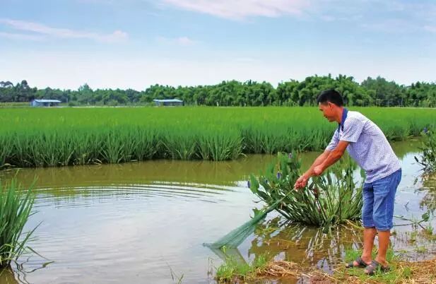 农村种养什么投资少见效快,种养殖最有前景项目