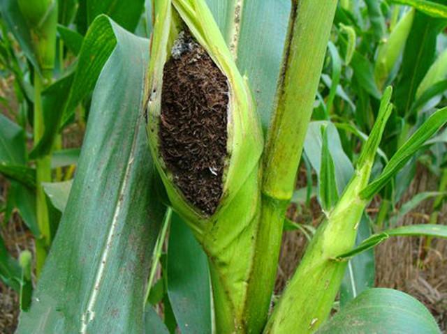 高粱生病康复,高粱生病病危