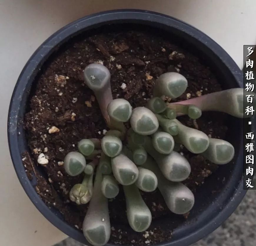 美国多肉,多肉西雅图