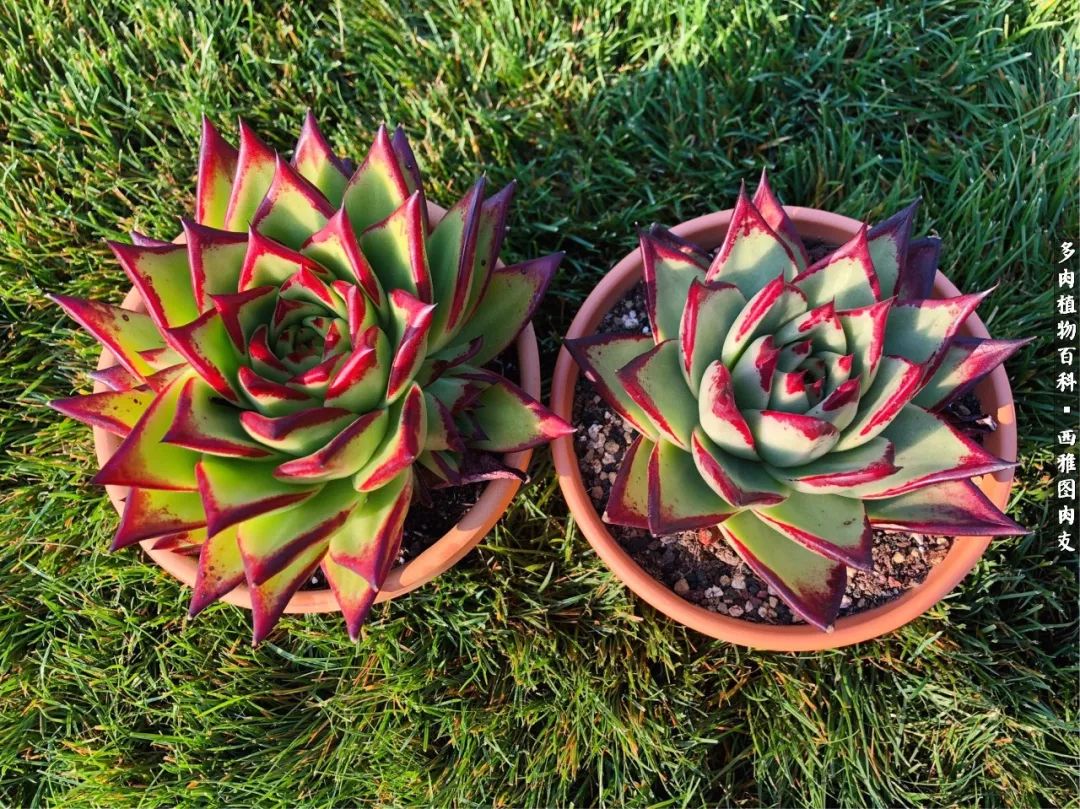 美国多肉,多肉西雅图