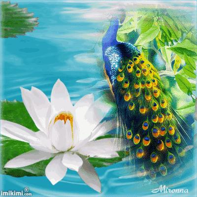 会动的漂亮图片,会动的图片十张