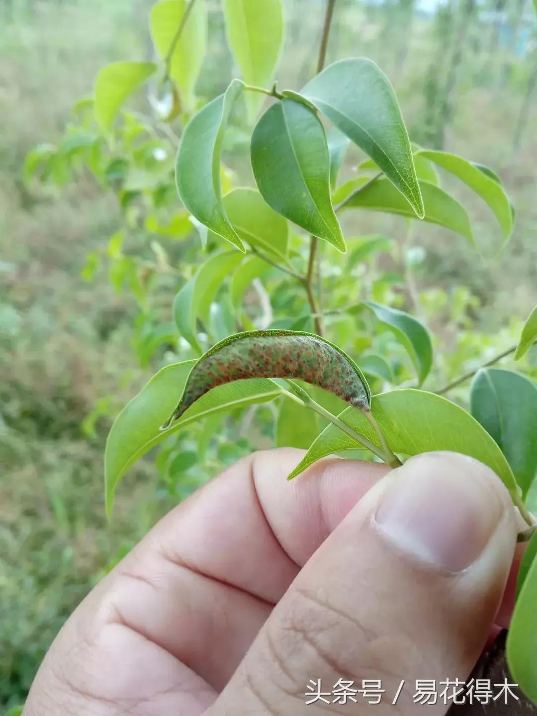 观赏植物长“痘”怎么办