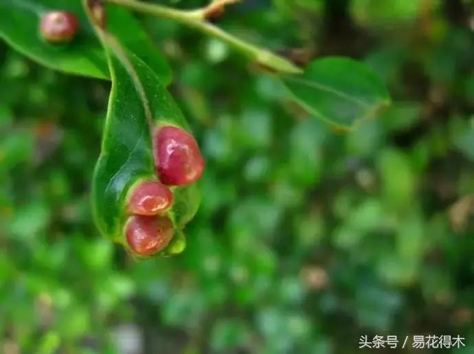 观赏植物长“痘”怎么办