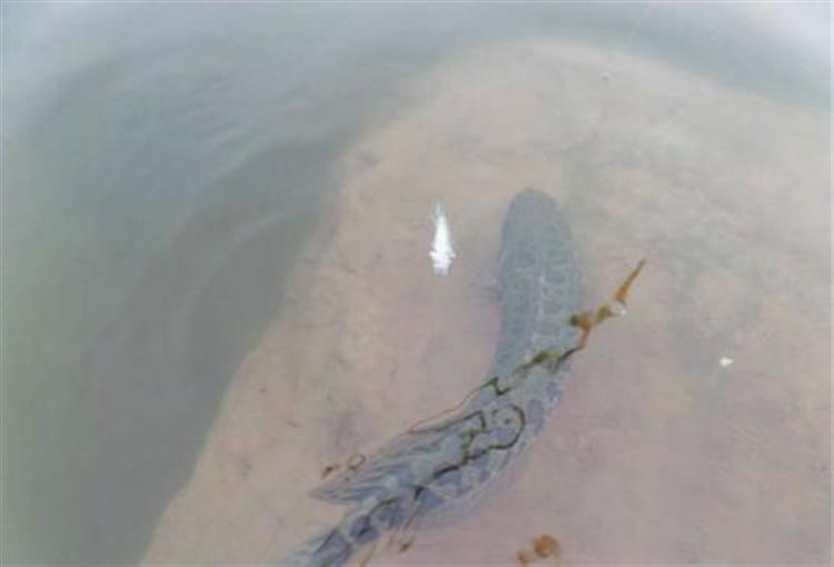 路亚飞绳钓到黑鱼什么情况,黑鱼路亚脱钩