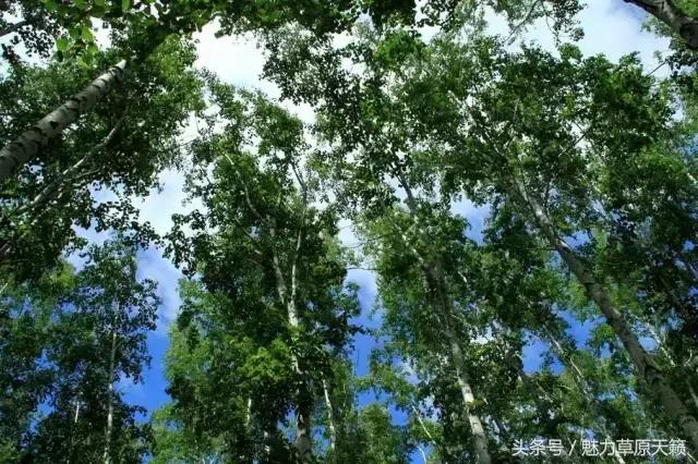 一座去了不想走的城市成都,一座去了还想去的城