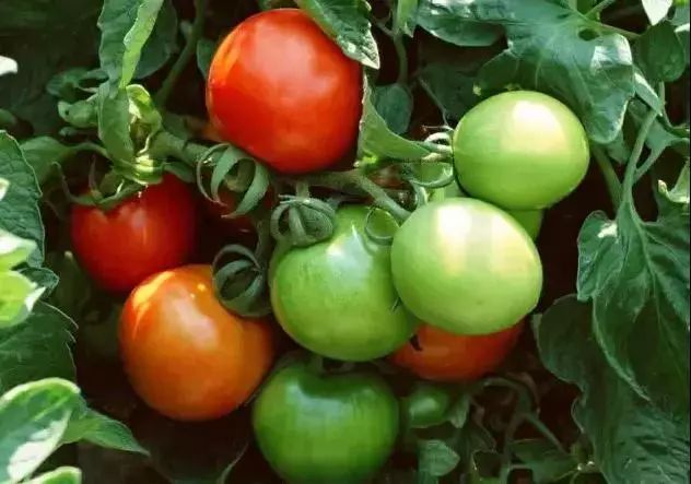 日常生活中常吃的这6种蔬菜,常见的食材吃出健康